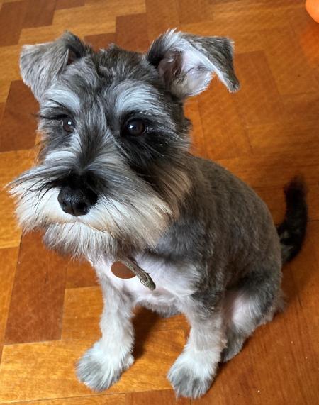 Miniature schnauzer cross bichon frise hot sale for sale